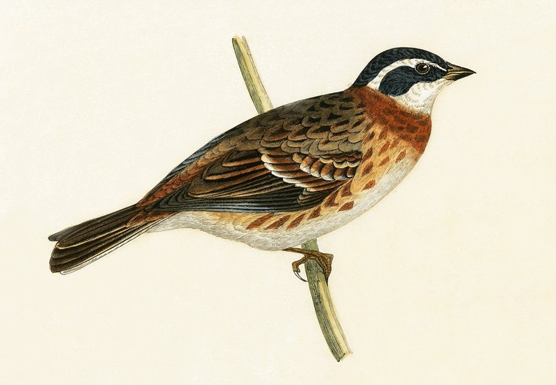 Rusztikus sármány, Charles Robert Bree (1811-86) „A History of the Birds of the Birds of Europe Not Observed in the British Isles” című művéből illusztráció, 1867 alkotó: English School