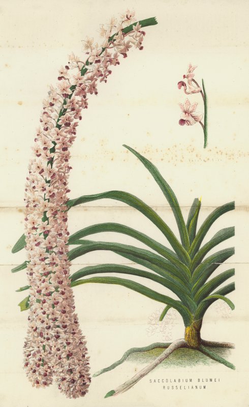 Saccolabium Blumei Russelianum (chromolitho) alkotó: English School