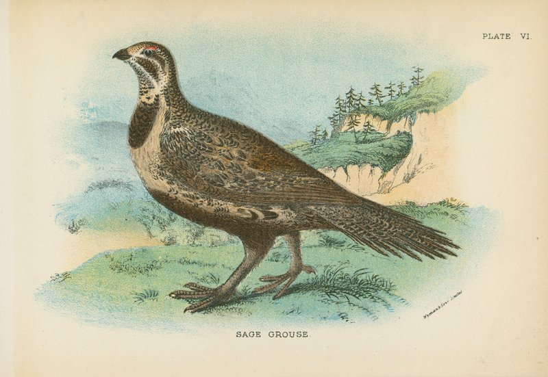 Sage Grouse alkotó: English School