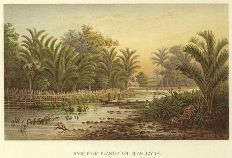 Sago Palm ültetvény Amboynában alkotó: English School