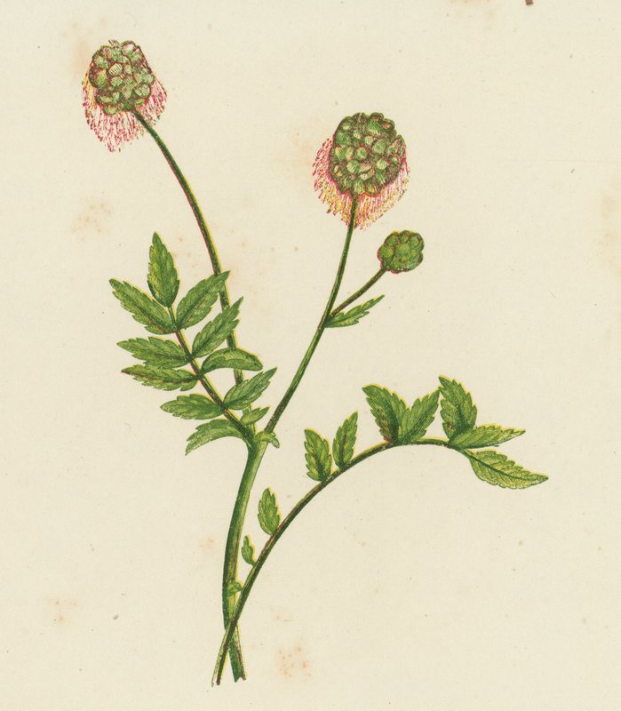 Saláta Burnet, Poterium Sanguisorba (színes litho) alkotó: English School