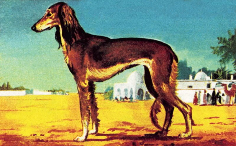 Saluki alkotó: English School