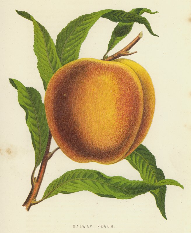 Salway Peach alkotó: English School