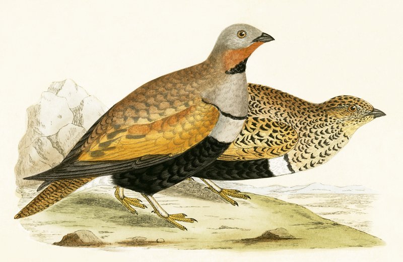 Sand Grouse, illusztrációja Charles Robert Bree (1811-86) „Európa madarainak története, amelyeket nem figyeltek meg a Brit-szigeteken” című művéből, 1867. alkotó: English School