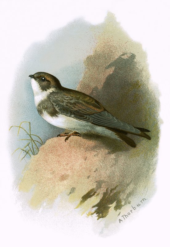 Sandmartin alkotó: English School