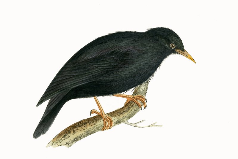 Szardíniai seregély, Charles Robert Bree (1811-86) „Európa madarainak története, amelyeket nem figyeltek meg a Brit-szigeteken” című művéből illusztráció, 1867-ben (színes litó) alkotó: English School