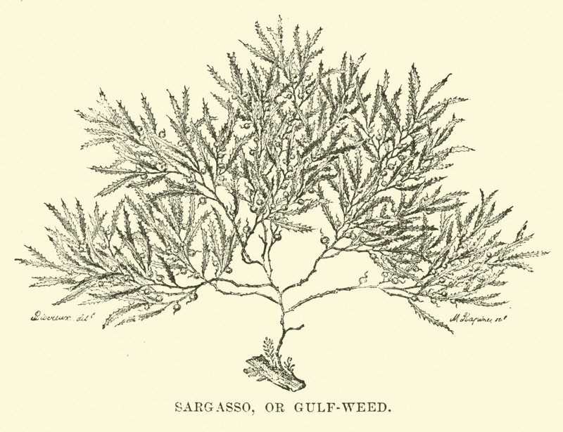 Sargasso, vagy Öböl-fű alkotó: English School