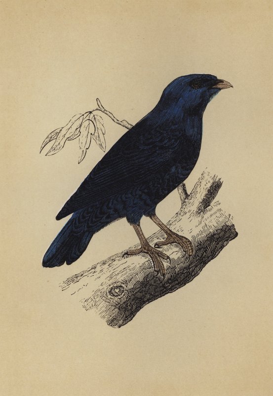 Satin Bird (színes litográfia) alkotó: English School
