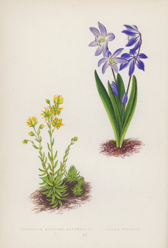 Saxifraga Aizoides Autumnalis; Scilla Sibirica (színes litó) alkotó: English School