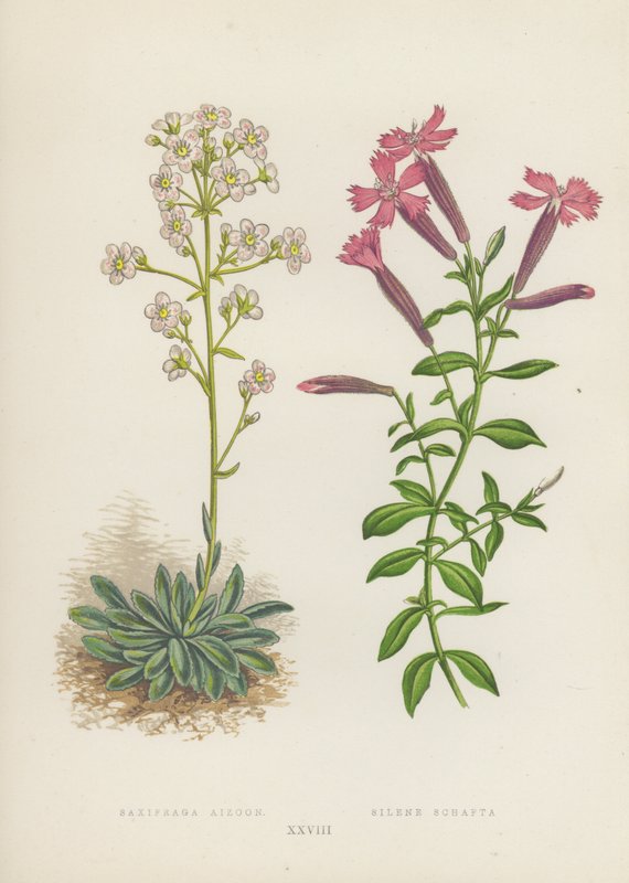 Saxifraga Aizoon; Silene Schafta (színes litográfia) alkotó: English School