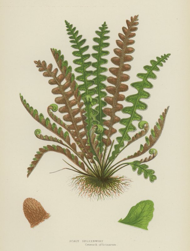 Scaly Spleenwort (színes litho) alkotó: English School
