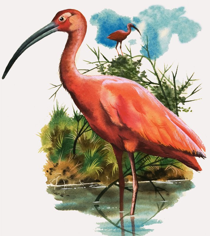 Scarlet Ibis alkotó: English School