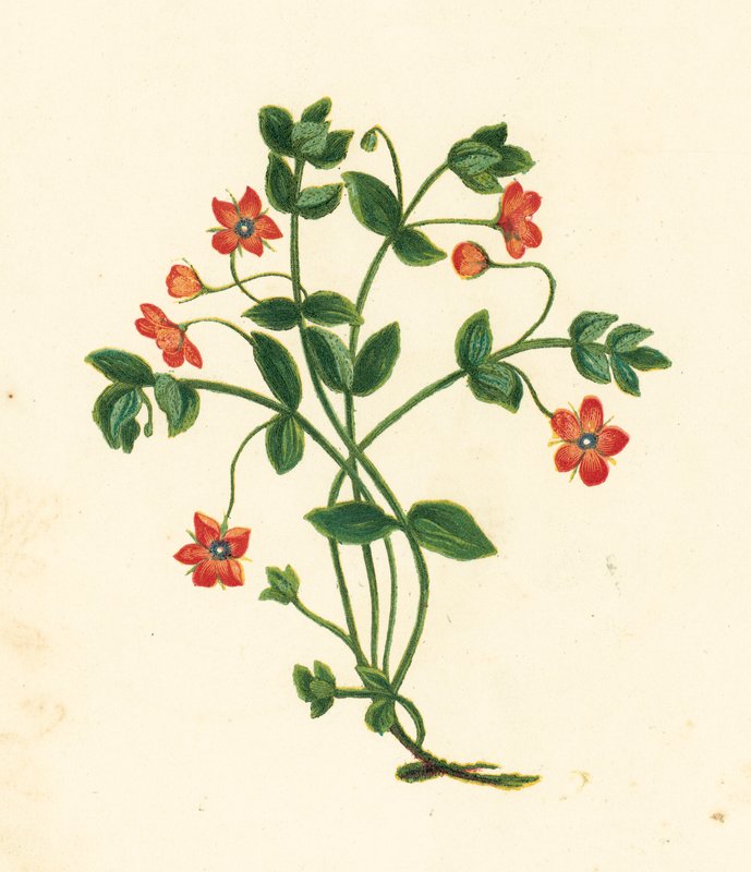Scarlet Pimpernel, Anagallis Arvensis (színes litográfia) alkotó: English School