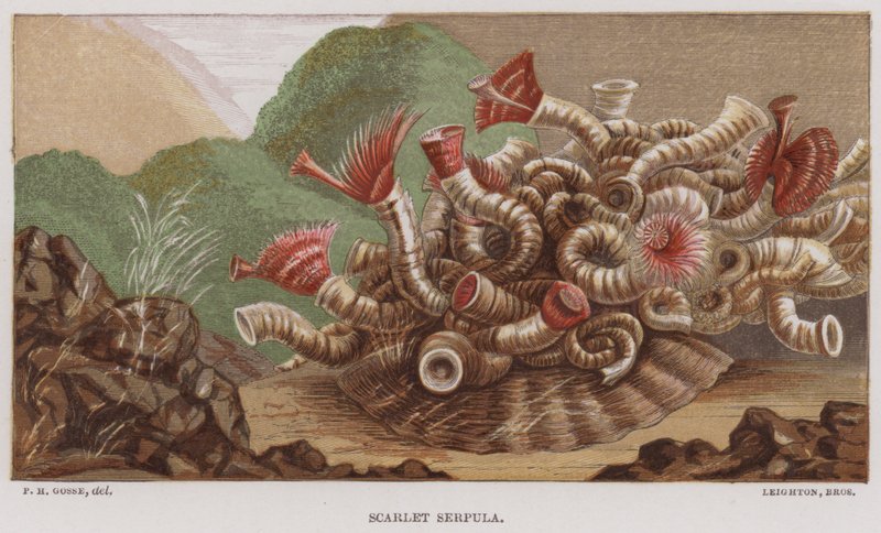 Scarlet Serpula (színes litó) alkotó: English School