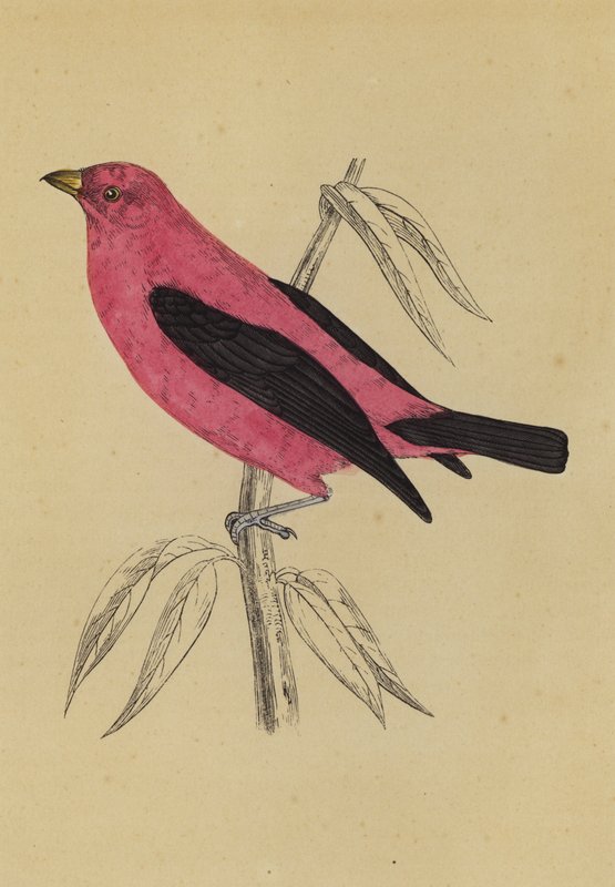 Scarlet Tanager (színes litográfia) alkotó: English School