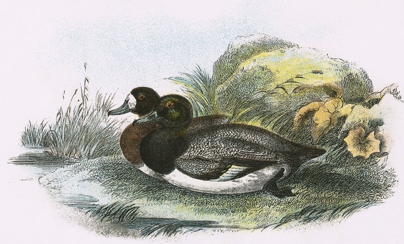 Scaup Duck alkotó: English School