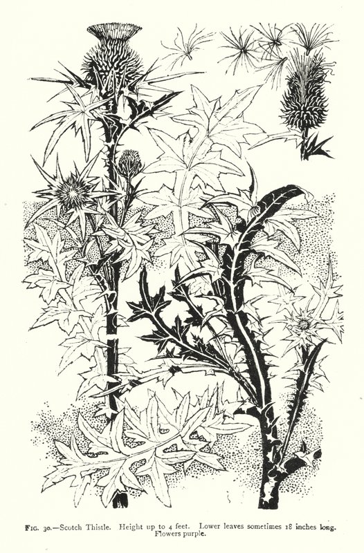 Scotch Thistle; Magasság legfeljebb 4 láb; Az alsó levelek néha 18 hüvelyk hosszúak; Lila virágok (metszet) alkotó: English School