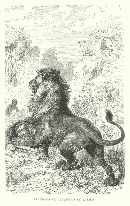 David Livingstone skót misszionáriust megtámadja egy oroszlán Afrikában (metszet) alkotó: English School