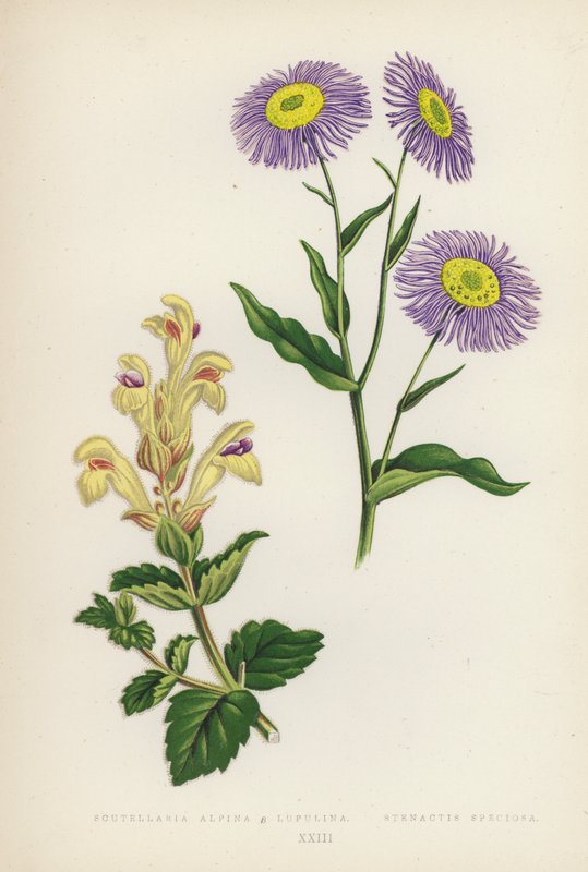 Scutellaria Alpina B Lupulina; Stenactis Speciosa (színes litográfia) alkotó: English School