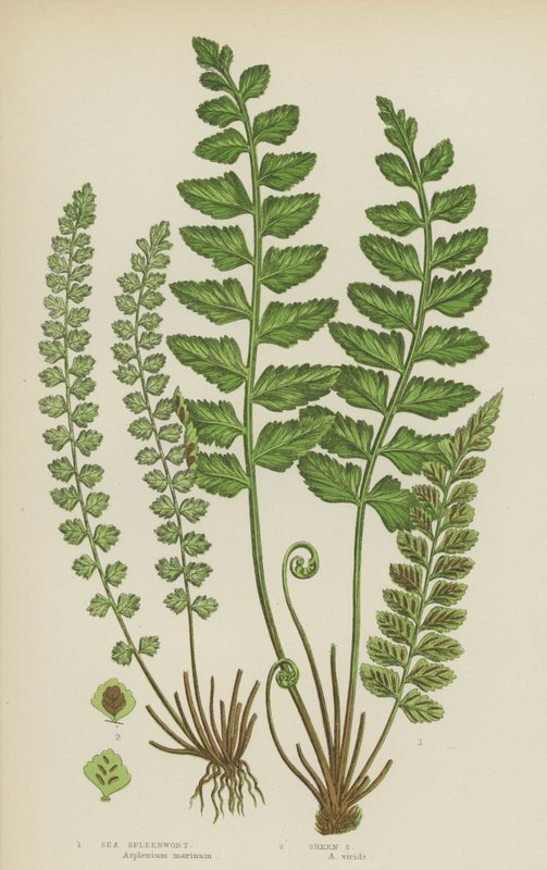 Tengeri lépfű, zöld lépfű (színes litho) alkotó: English School