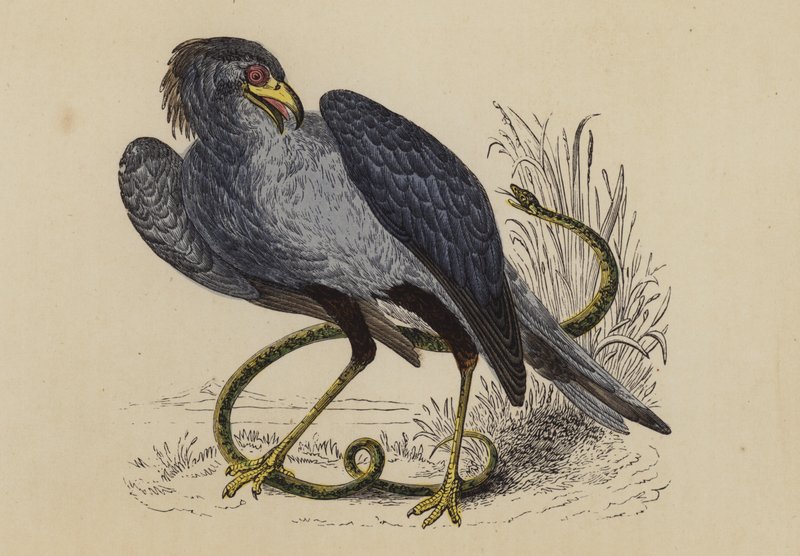 Secretary Bird (színes litográfia) alkotó: English School