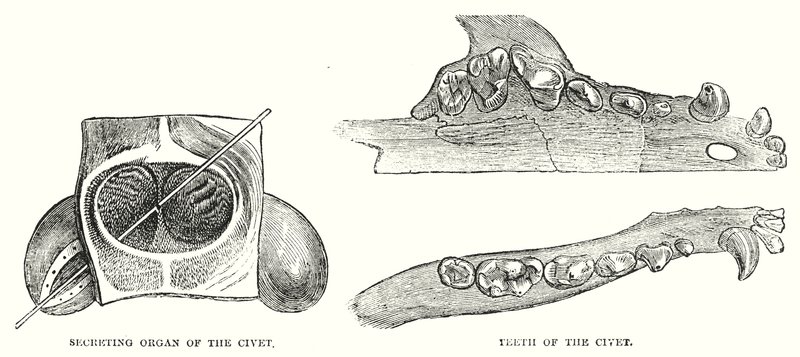 Civet szekréciós szerve, Civet fogai (metszet) alkotó: English School