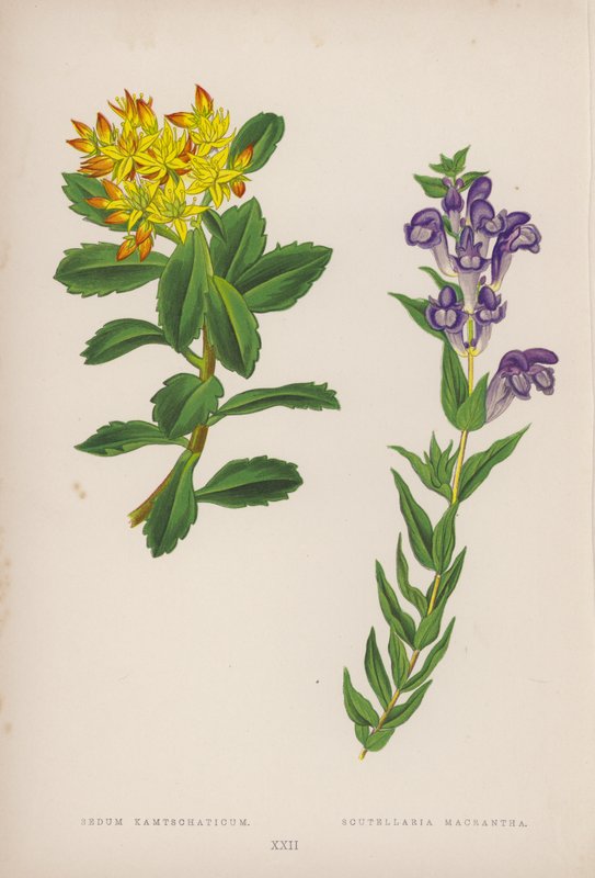Sedum Kamtschaticum; Scutellaria Macrantha (színes litó) alkotó: English School