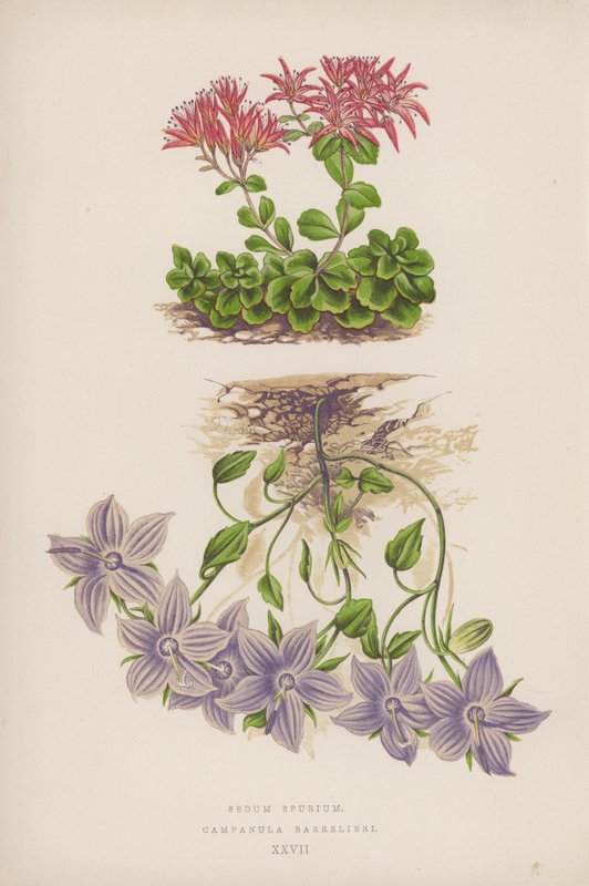 Sedum Spurium; Campanula Barrelieri (színes litó) alkotó: English School