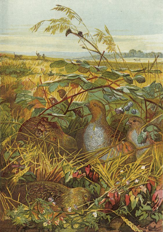 Szeptember és október, vadmadarak alkotó: English School