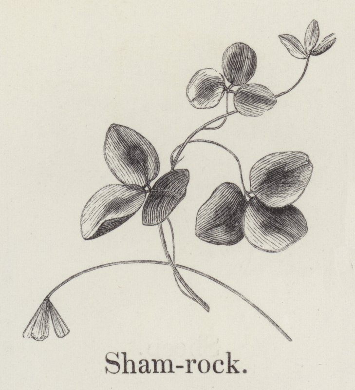 Shamrock (metszet) alkotó: English School