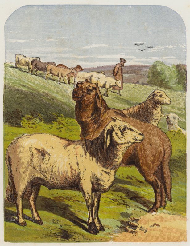 juh (chromolitho) alkotó: English School
