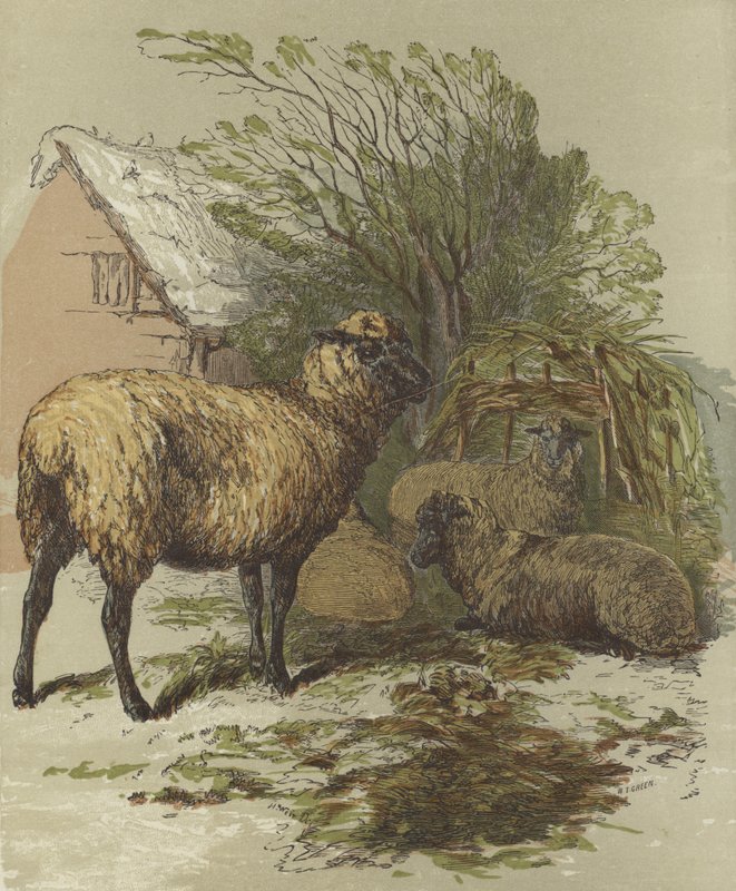 Birkák (színes litográfia) alkotó: English School