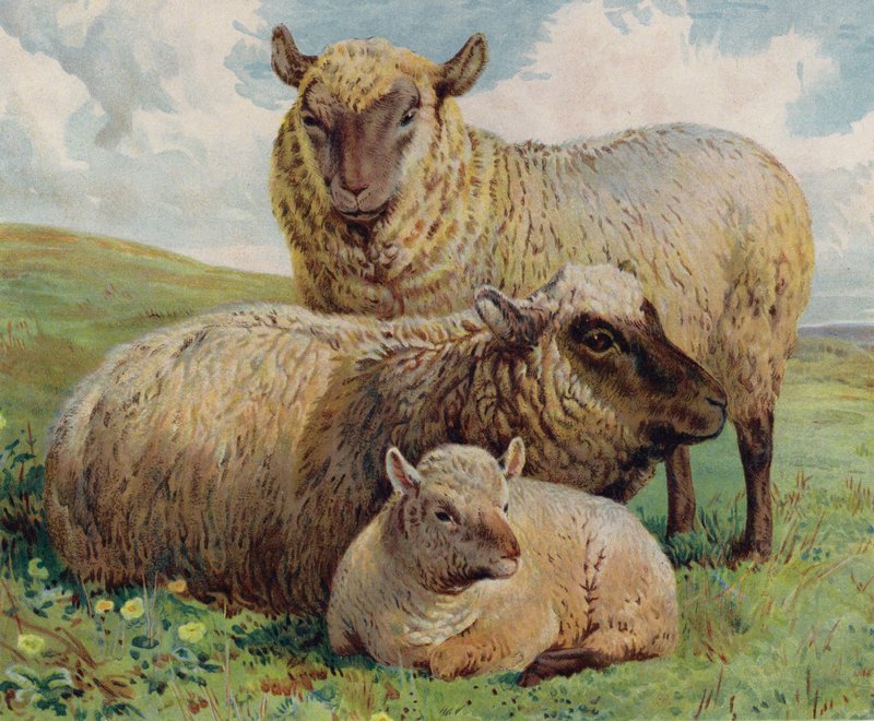 Juh és bárány (színes litho) alkotó: English School