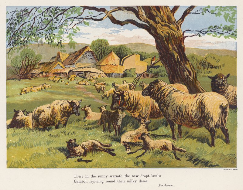 Juhok és bárányok (színes litográfia) alkotó: English School