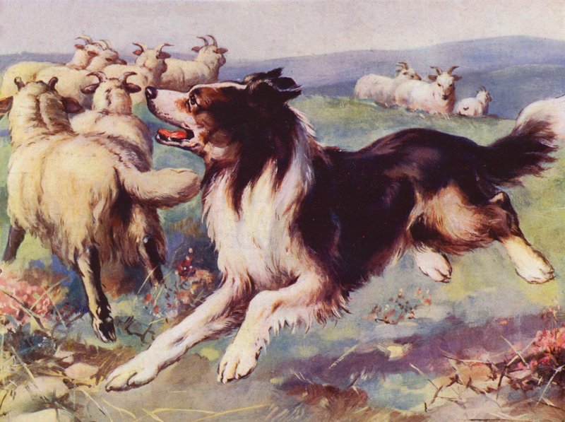 juhászkutya munka közben (színes litho) alkotó: English School