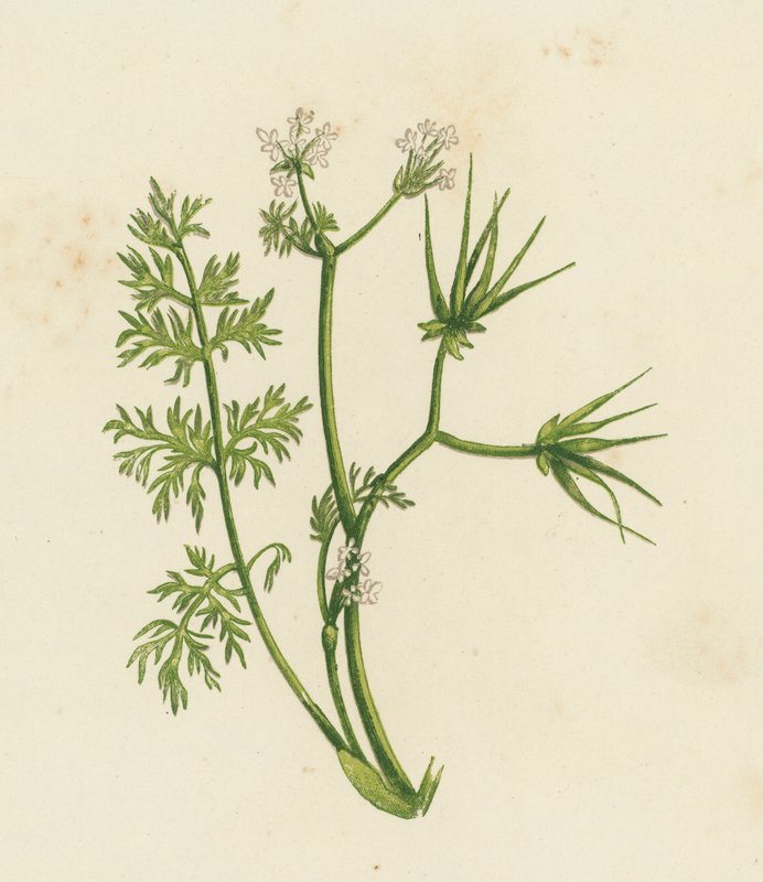 Pásztortű, Scandix Pecten (színes litho) alkotó: English School