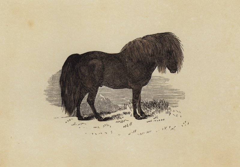 Shetland póni (színes litho) alkotó: English School