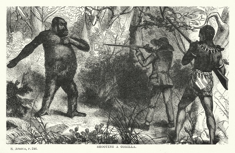 Gorilla lövés (metszet) alkotó: English School