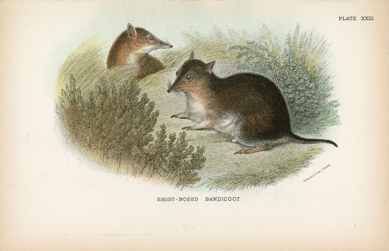 Rövid orrú Bandicoot alkotó: English School