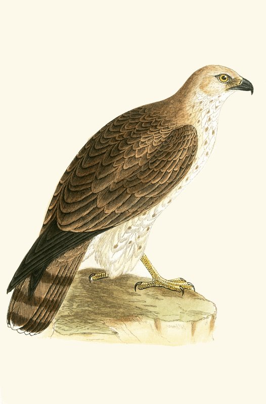 Short Toed Eagle, illusztrációja Charles Robert Bree (1811-86) „Európa madarainak története, amelyeket nem figyeltek meg a Brit-szigeteken” című művéből, 1867. alkotó: English School