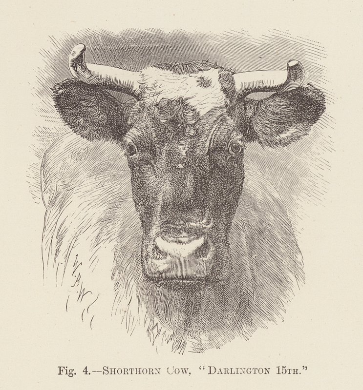 Shorthorn tehén, "Darlington 15." (metszet) alkotó: English School