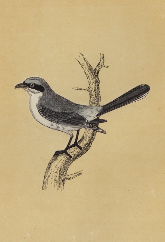 Shrike (színes litográfia) alkotó: English School