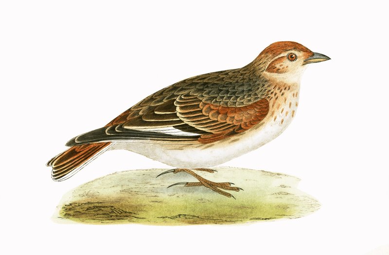 Szibériai pacsirta, Charles Robert Bree (1811-86) „Európa madarainak története, amelyeket nem figyeltek meg a Brit-szigeteken” című művéből illusztráció, 1867-ben (színes litó) alkotó: English School