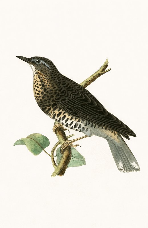 Szibériai rigó, illusztráció Charles Robert Bree (1811-86) "A History of the Birds of Europe Not Observed in the British Isles" című, 1867-ben megjelent művéből. alkotó: English School
