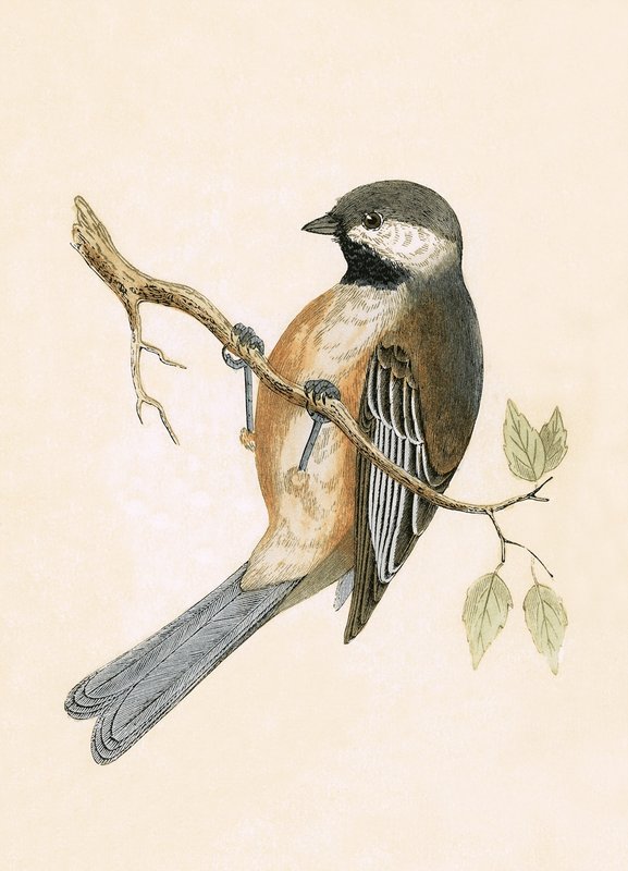 Szibériai cinege, Charles Robert Bree (1811-86) „A Brit-szigeteken nem megfigyelt európai madarak története” című illusztrációja, 1867. alkotó: English School