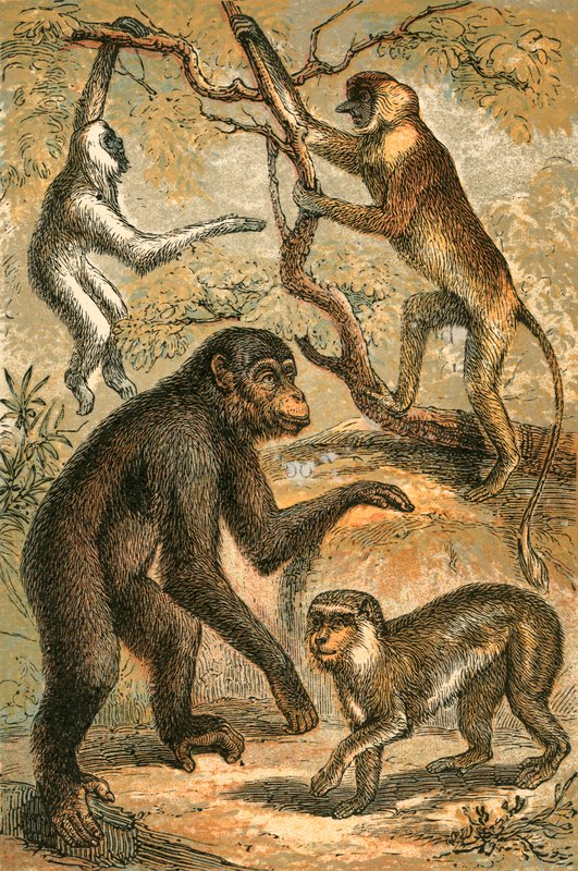 Ezüstös gibbon, ordas majom, csimpánz és barbár majom alkotó: English School