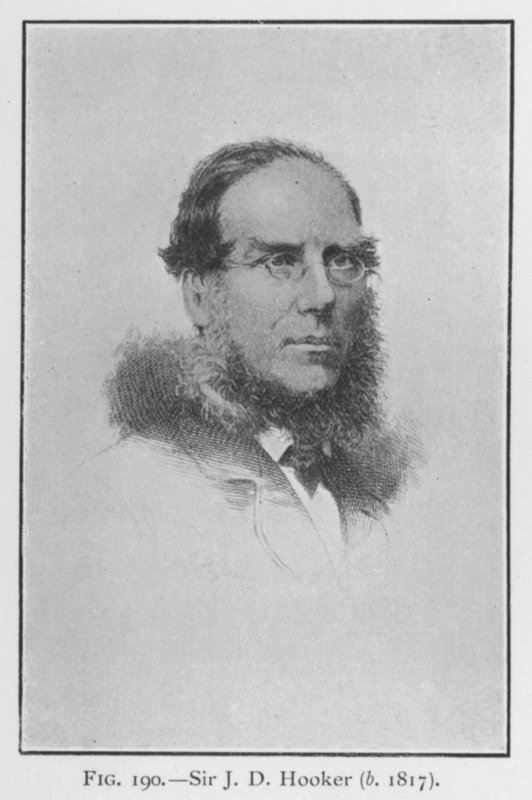 Sir Joseph Dalton Hooker (1817-1911), portré (litho) alkotó: English School