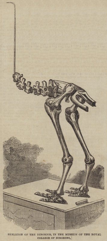 A Dinornis csontváza, a Royal College of Surgeons Múzeumában (metszet) alkotó: English School