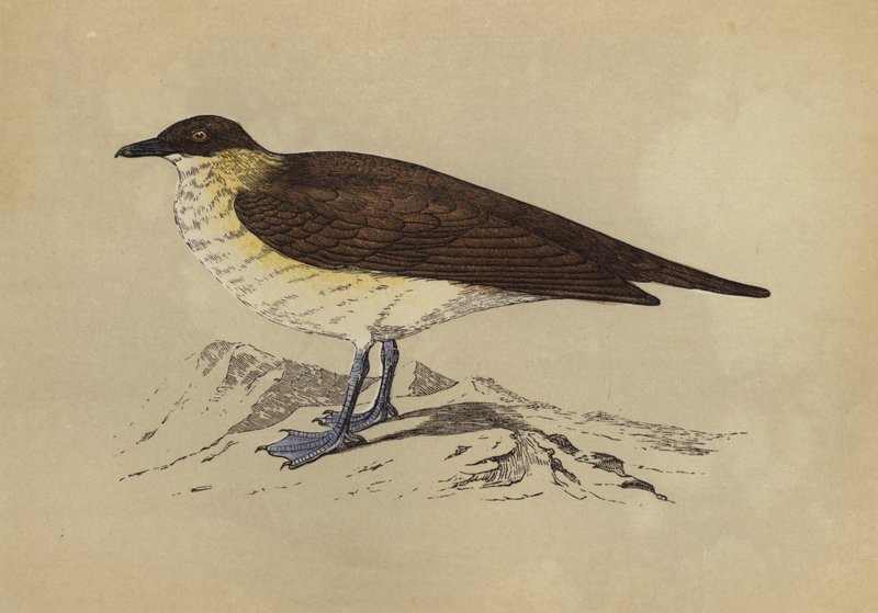Skua (színes litográfia) alkotó: English School