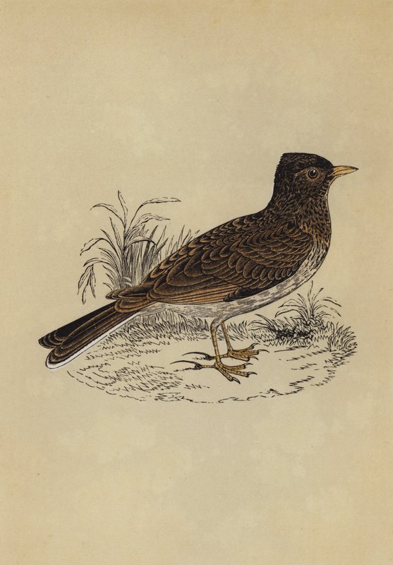 Skylark (színes litó) alkotó: English School